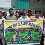 চরম সঙ্কটে হাজার হাজার ক্ষুদ্র চা চাষী, ন্যায্য দামের দাবিতে সরব চাষীরা
