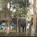 পর্যটকদের জন্য প্রকৃতি-পুজো- হাতি তিনের মেলবন্ধনে সাজছে গরুমারা।