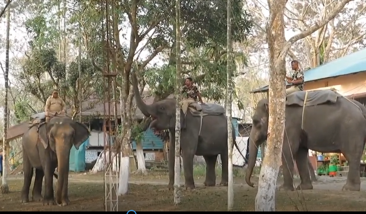 পর্যটকদের জন্য প্রকৃতি-পুজো- হাতি তিনের মেলবন্ধনে সাজছে গরুমারা।