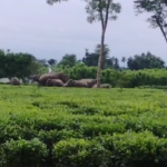হাতির তাণ্ডবে ক্ষতিগ্রস্ত ঘরবাড়ি ও ফসল, আতঙ্ক গ্রামাঞ্চলে।