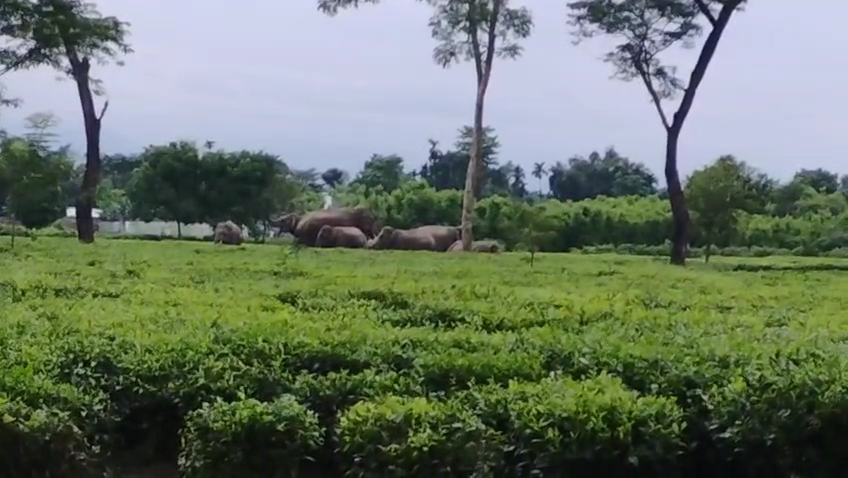 হাতির তাণ্ডবে ক্ষতিগ্রস্ত ঘরবাড়ি ও ফসল, আতঙ্ক গ্রামাঞ্চলে।