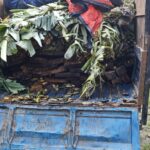 শিলিগুড়িতে লক্ষাধিক টাকার শাল ও টিক কাঠ উদ্ধার, গ্রেফতার ১