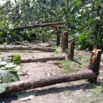 রাতের অন্ধকারে স্কুলের ৪৭ টি সেগুন গাছ কেটে ফেলল দুস্কৃতীরা।