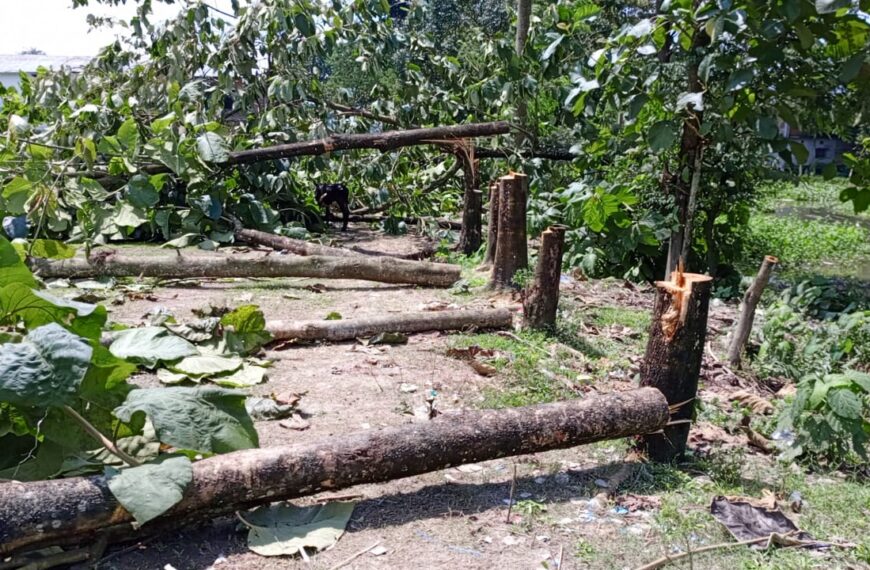 রাতের অন্ধকারে স্কুলের ৪৭ টি সেগুন গাছ কেটে…