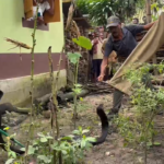 ফের লোকালয় থেকে উদ্ধার হল বিশাল আকারের কিং কোবরা