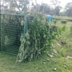 লেপার্ড ধরতে খাঁচা পাতা হলো কহিনুর চা বাগানে।