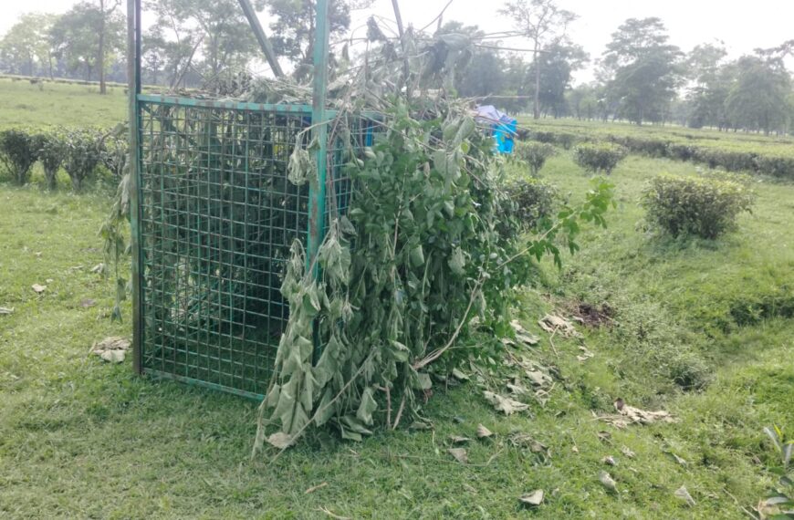 লেপার্ড ধরতে খাঁচা পাতা হলো কহিনুর চা বাগানে।